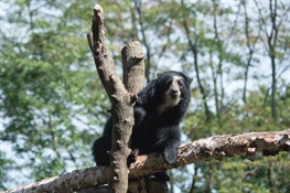 WCS Queens Zoo Welcomes New Andean Bear